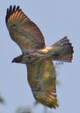 Red-shouldered Hawks are a real treat.  Their crescent windows light up their silouette.