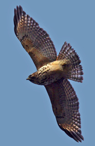 Red-shouldered Hawk at Hook