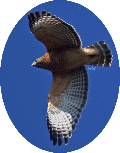 Red-shouldered Hawk Adult at Hook