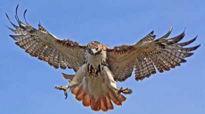 Red-shouldered Hawk