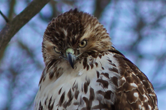 Red-tailed Hawk glares down at prey