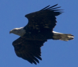 Bald Eagle adult, one of 16 counted at Hook on 9/16/12