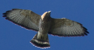Broad-winged Hawk at Hook