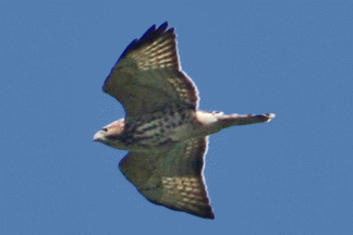 At Hook we have wonderful views of Broad-winged Hawks.