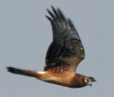 Northern Harrier at Hook Mountain