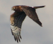 Northern Harrier at Hook Mountain
