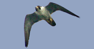 Peregrine Falcon looking down at you as it zooms overhead.