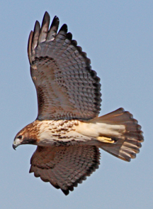 Our local Red-tailed Hawks frequently put on a show, coming in very close.