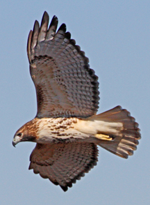 Our local Red-tailed Hawks frequently put on a show, coming in very close.