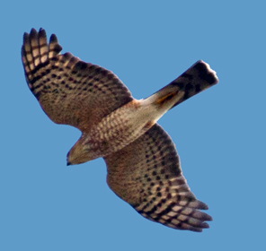 Sharp-shinned Hawks at Hook:  flap, flap, glide!