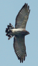 Broad-winged Hawk