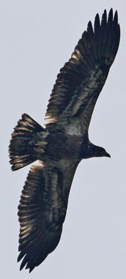 Bald Eagle at Hook Mountain