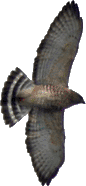 Broad-winged Hawks migrate in large kettles