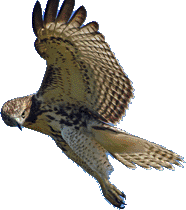 Red-tailed Hawk Ready for Action
