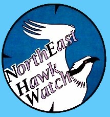 NorthEast Hawk Watch