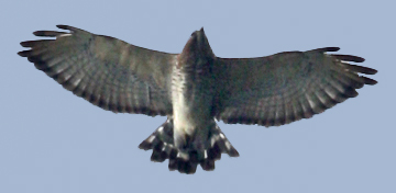Broad-winged Hawk, still molting