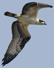 Osprey, in migration mode