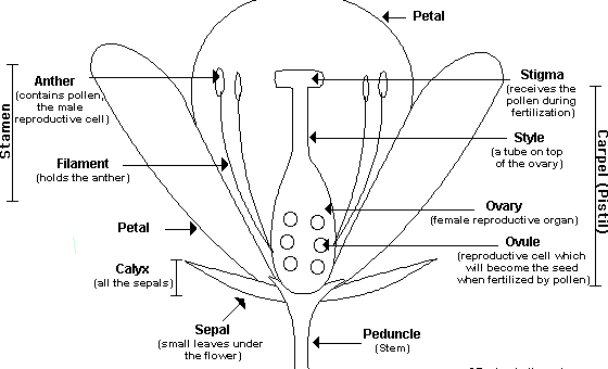 flower pollen diagram