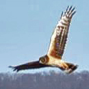 Northern Harrier flies low searching for prey.