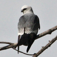 Mississippi Kite