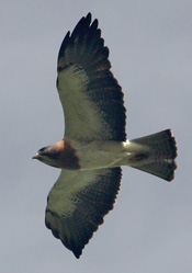 Swainson's Hawk, photo by Trudy Battaly