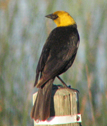 Yellow-headed Blackbird on Breeding Grounds