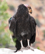 California Condor with wing tag and antenna