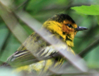 Cape May Warbler at Forest Park, G. Battaly