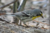 Grace's Warbler, photo by Trudy Battaly