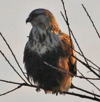 Rough-legged Hawk at Calverton