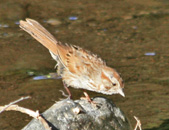 Song Sparrow searches for FISH?