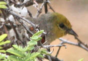 Verdin:  photo by Trudy Battaly