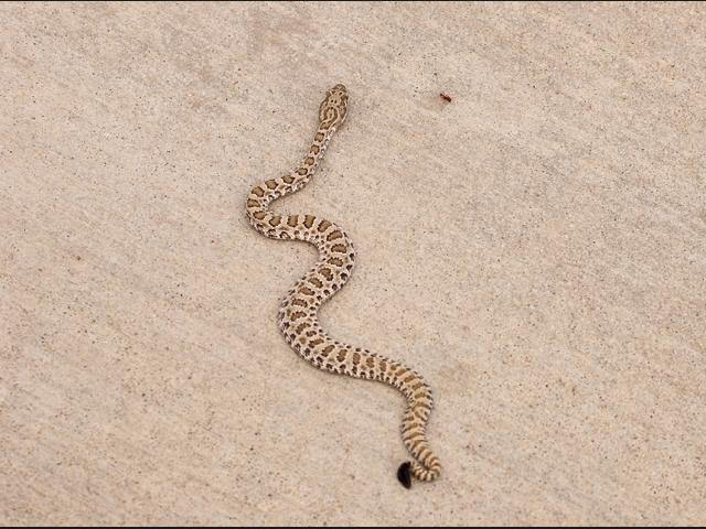 Young Prairie Rattlesnake