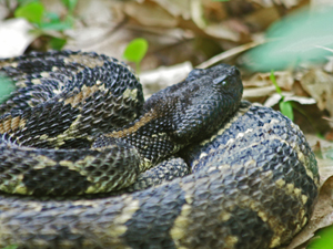 Timber Rattlesnake