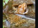 It's spring! The Wood Frogs have arrived at the ponds!