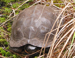 Wood Turtle - 18+ year old female