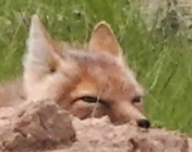 Swift Fox at Pawnee