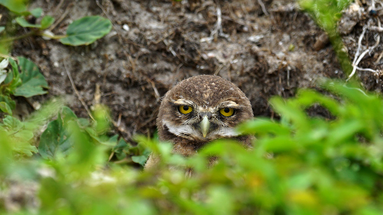 Burrowing Owl, Marco Island