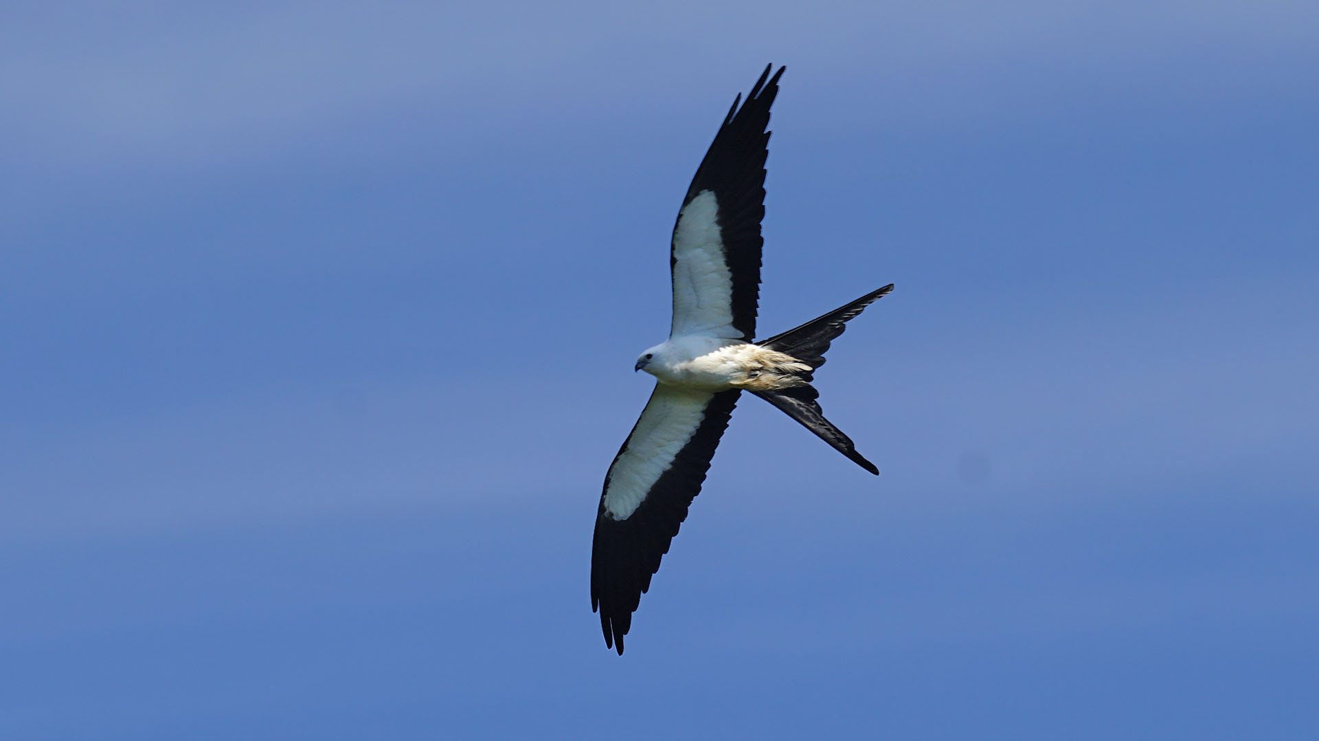 Swallow-tailed Kite, Okefenokee NWR