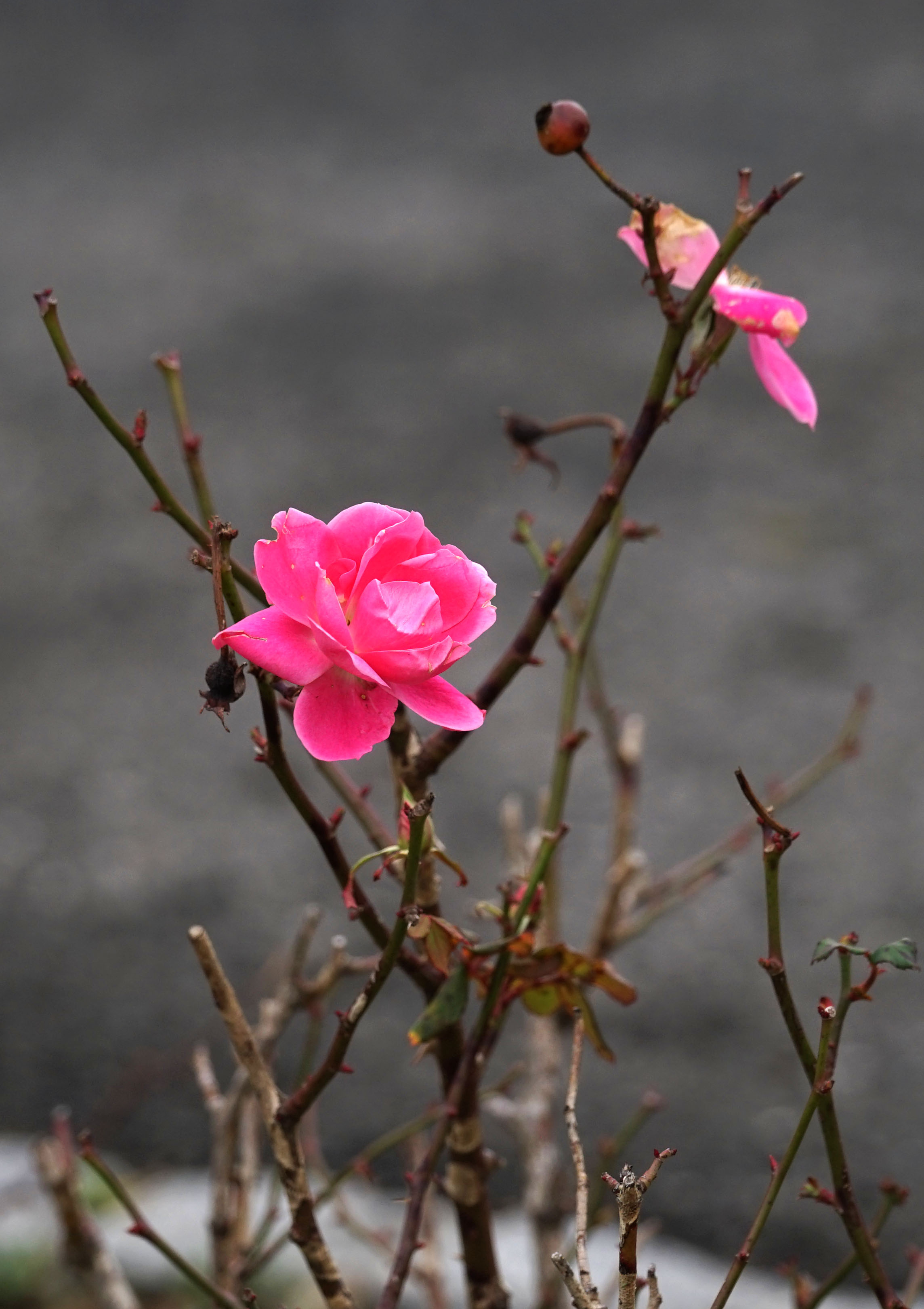 Rose in Full Bloom, Glenn Island Casino, 12/27/15